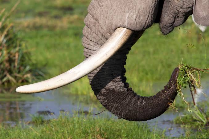 Man arraigned by Nigerian Customs for dealing on Elephant tusk after long suffering in customs detention